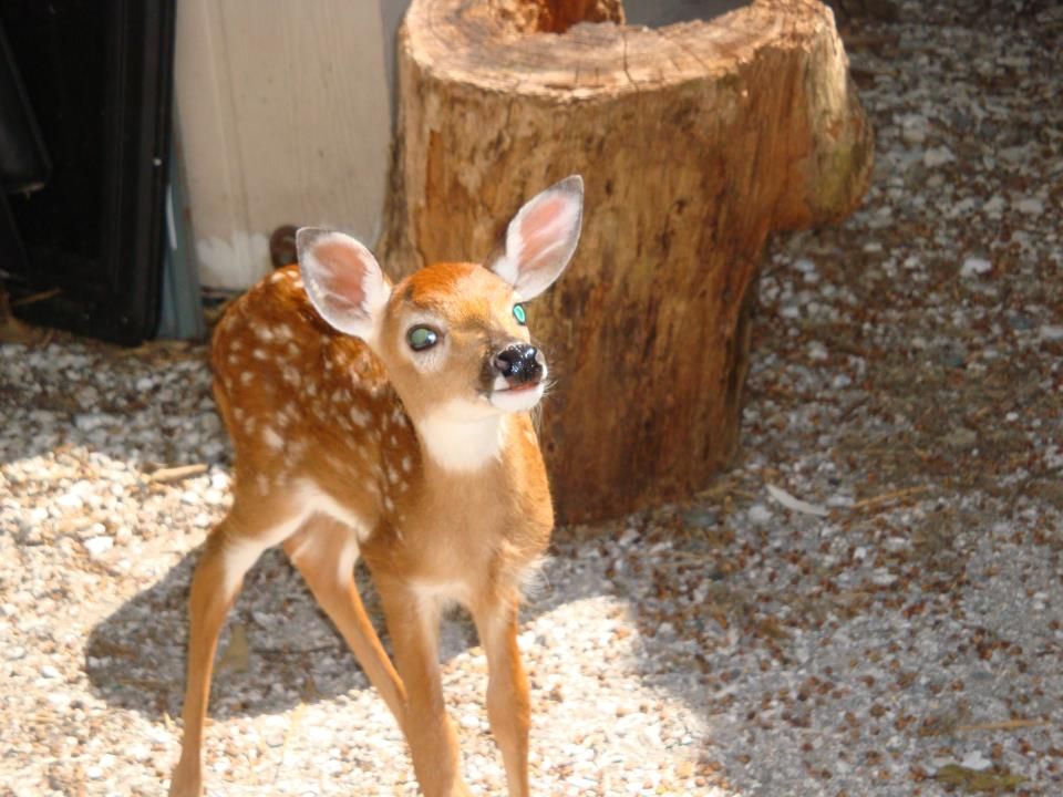 blind deer