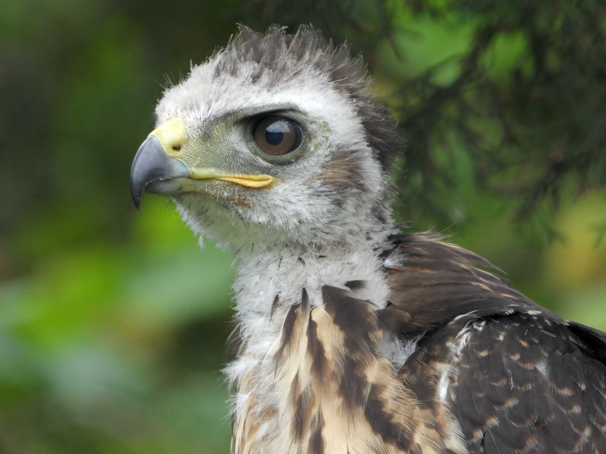 baby hawk