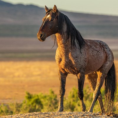 face of a horse