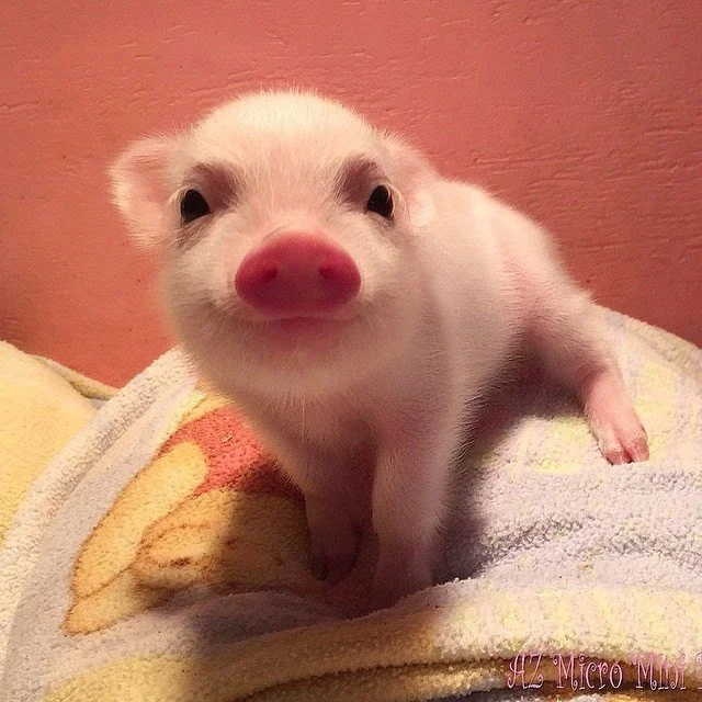 pig siting
