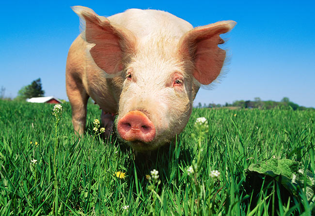 pig standing
